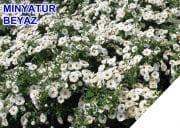 Tüplü Minyatür Beyaz Bodur Gül Fidanı (3-4 YAŞ)