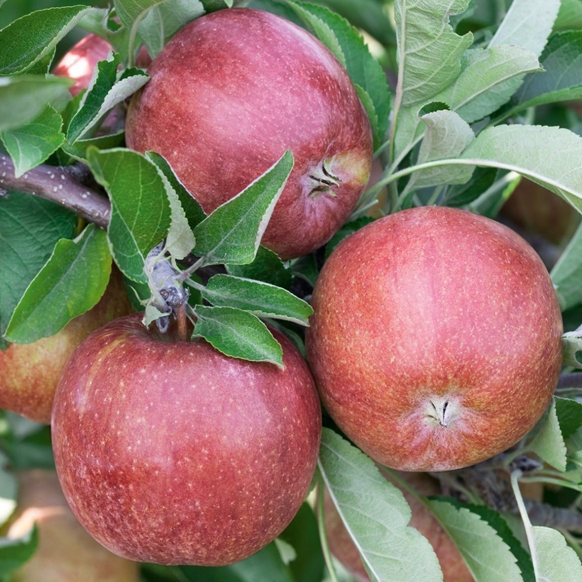Tüplü Tam Bodur Braeburn Elma Fidanı