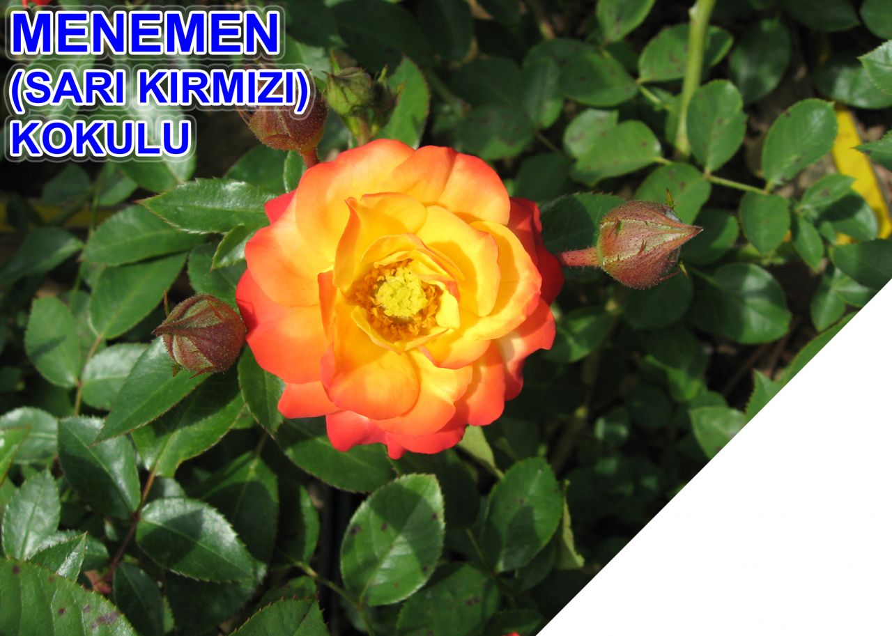 Tüplü Yediveren Kokulu  Menemen Sarı Kırmızı Fidanı