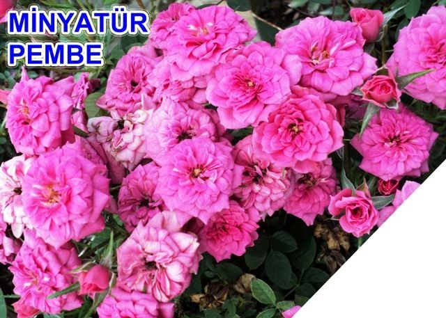 Tüplü Pembe Renkli Bodur Yediveren Gül Fidanı