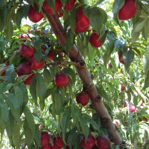 Tüplü Morsianna Nektarin Fidanı