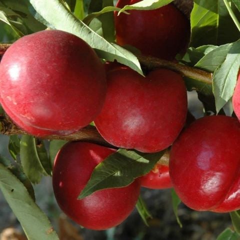 Tüplü Morsianna Nektarin Fidanı