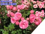 Tüplü Şeker Pembe Yediveren Bodur Gül Fidanı (3-4 yaş)