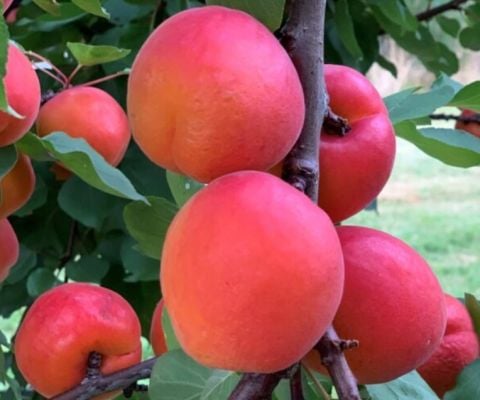 Özel Çeşit Soğuklara Dayanıklı Kendine Verimli Eylül Kayısısı Sep Beuaty Kayısı Fidanı