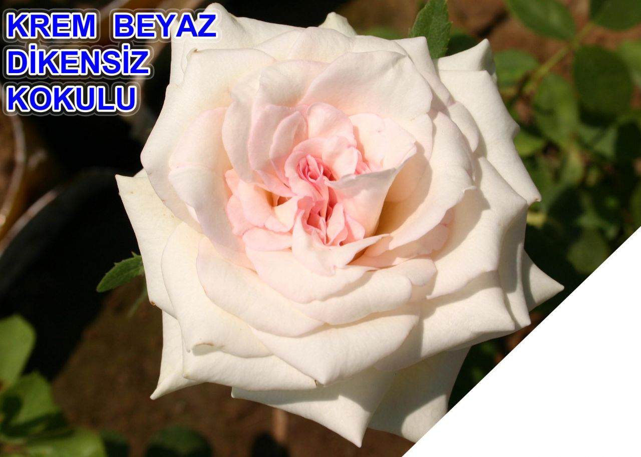 Tüplü Dikensiz Yediveren Kokulu Krem Beyazı Gül Fidanı