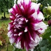 Büyük Çiçekli Yara Falls  Yıldız Dahlia Çiçeği Soğanı Yumrusu (1 adet)