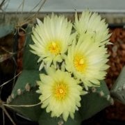 Astrophytum Myriostigma Nudum Kaktüs (5.5 Luk Saksıda)