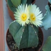 Astrophytum Myriostigma Nudum Kaktüs (5.5 Luk Saksıda)