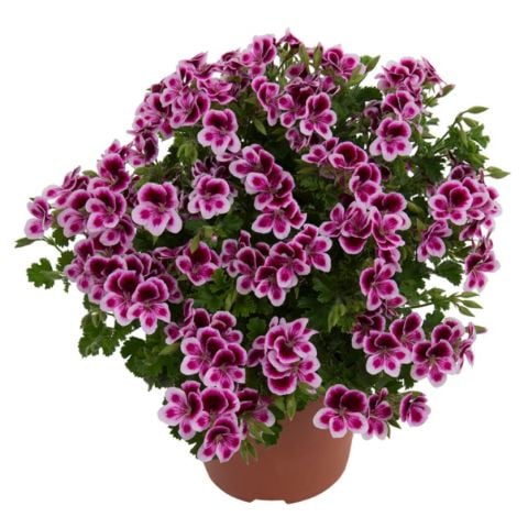 Melek Gözü Pac Angeleyes Randy Sardunya Canan Fidesi (1 adet)