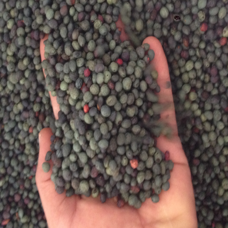 Toroslardan Gelen Lezzel Taze Doğal Menengiç Çitlenbik (1 kg )