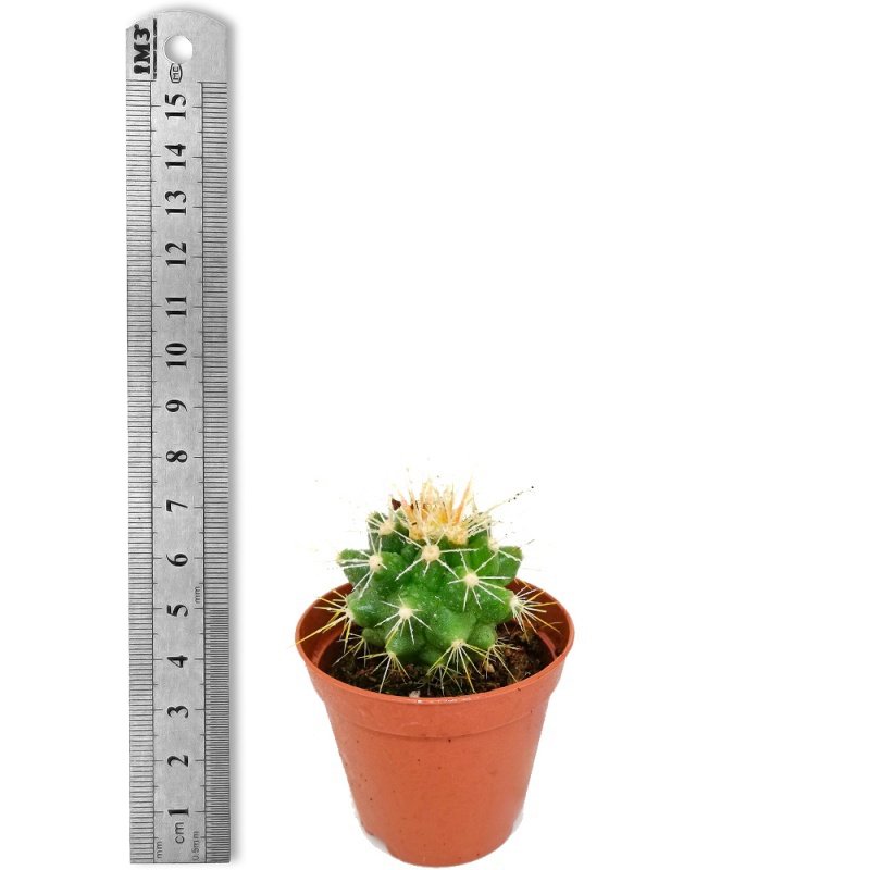 Echino Kaktüs Grusoni Kaktüs (5.5 Luk Saksıda)