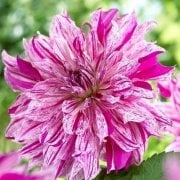 Büyük Çiçekli Taiheyo Yıldız Dahlia Çiçeği Soğanı Yumrusu (1 adet)