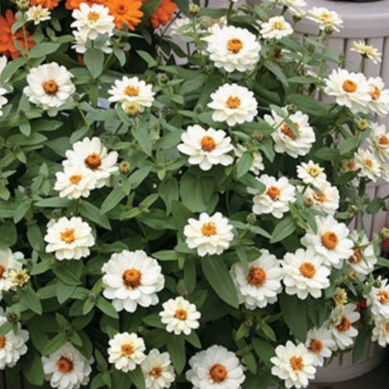 Profusion Double Katmerli White Zinya Çiçeği Fidesi (5 adet)