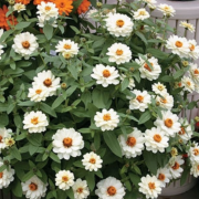Profusion Double Katmerli White Zinya Çiçeği Fidesi (5 adet)