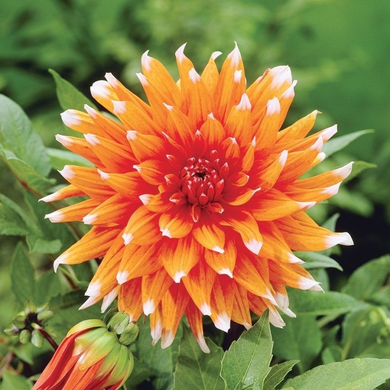Dev Çiçekli Color Spectacle Dahlia Yıldız Çiçeği Soğanı Yumrusu (1 adet )