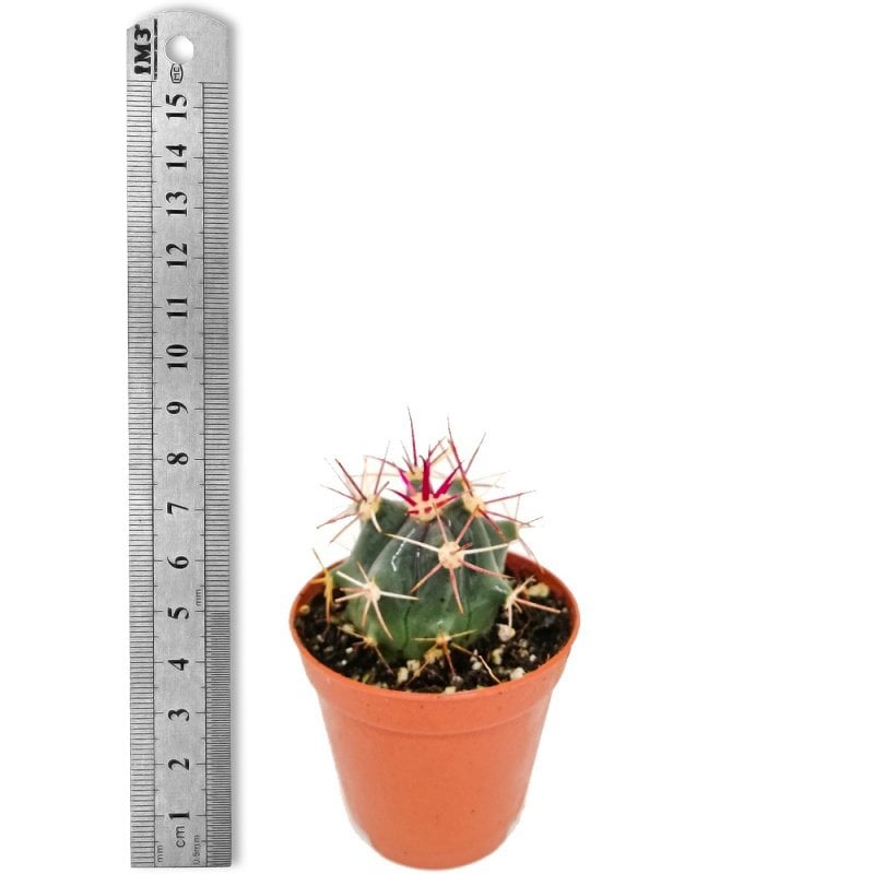 Fero Califomicus Kaktüs (5.5 Luk Saksıda)