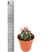 Fero Califomicus Kaktüs (5.5 Luk Saksıda)