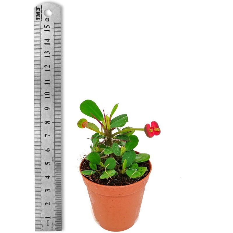 Mini Euphorbia Milii Red Desire Kaktüs Dikenler Tacı (5. Luk Saksıda)