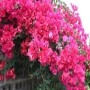 Tüplü Pembe Begonvil(Gelin Duvağı-Rodos Sarmaşığı) Fidanı (150-200 cm 5 yaş)