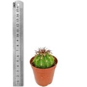 Melocactus Chagualensis  Şapkalı Kaktüs(5.5 Luk Saksıda)
