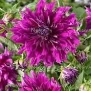 Büyük Çiçekli Purple Taiheyo Yıldız Dahlia Çiçeği Soğanı Yumrusu (1 adet)
