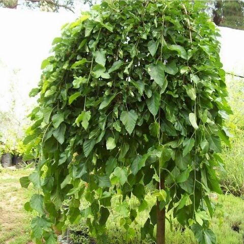 Tüplü Soğuklara Dayanıklı Ters Dut Fidanı (40-60 Cm)