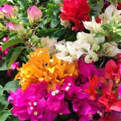Tüplü Mixed Begonvil Fidanı (40-60 cm) 2 Adet