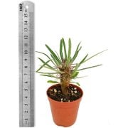 Madagaskar Palmiyesi (5. Luk Saksıda)