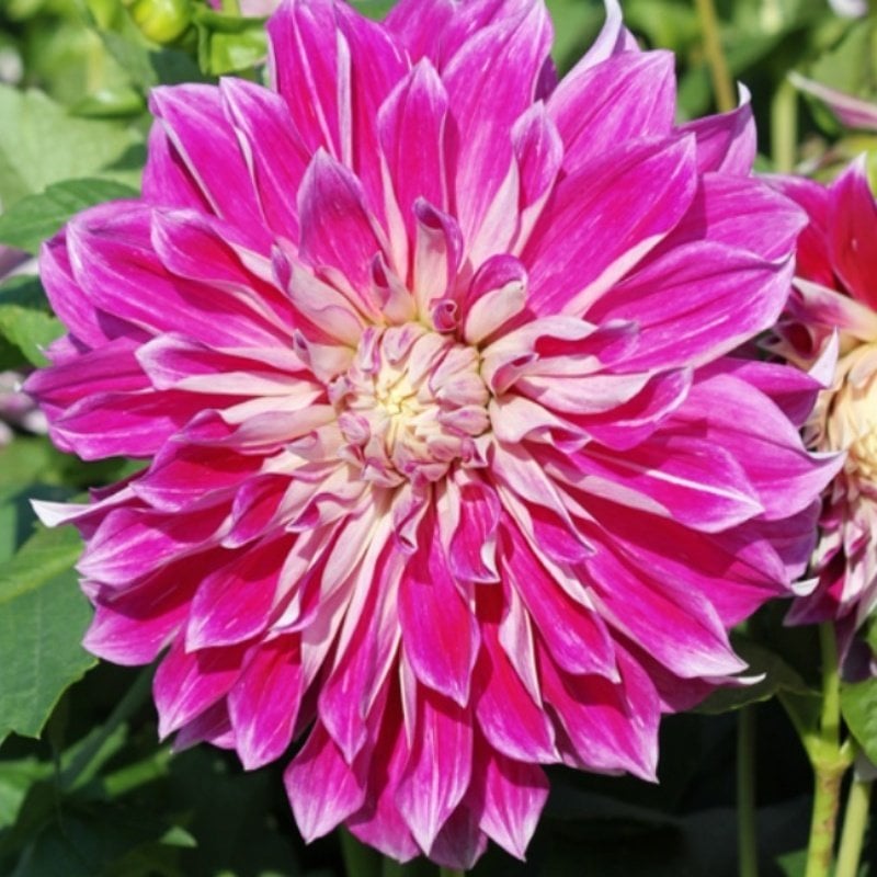 Büyük Çiçekli Purple Explosion Yıldız Dahlia Çiçeği Soğanı Yumrusu (1 adet)