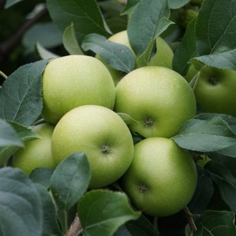 Açık Kök Tam Bodur Yeşil Granny Smith  Elma Fidanı