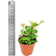 Mini Euphorbia Milii Sweet Desire Kaktüs Dikenler Tacı (5. Luk Saksıda)
