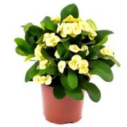 Mini Euphorbia Milii Sweet Desire Kaktüs Dikenler Tacı (5. Luk Saksıda)