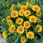 Arizona Apricot Gaillardia Gayret Çiçeği Fidesi (50 adet)