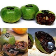 Tüplü Çikolatalı Meyvesi Black Sapota Ağacı Fidanı