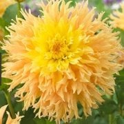 Büyük Çiçekli Mingus Joshua Yıldız Dahlia Çiçeği Soğanı Yumrusu (1 adet)