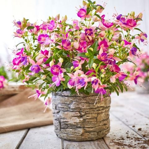 Rosy Violet 3 Renkli İri Çiçekli Küpe Çiçeği Fidesi (1 adet)