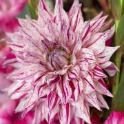 Büyük Çiçekli Micks Peppermint Yıldız Dahlia Çiçeği Soğanı Yumrusu (1 adet)