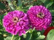 Purple Prince Zinya Çiçeği Tohumu(40 tohum)