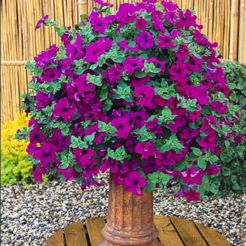 Surfinia Giant Purple Sarkıcı Petunya Çiçeği Fidesi (2 Adet Fide)