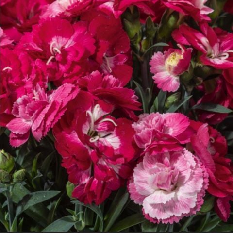 Nadir Kokulu Sweet Pleasure Rose Bicolor Karanfil Çiçeği Fidesi (1 adet)