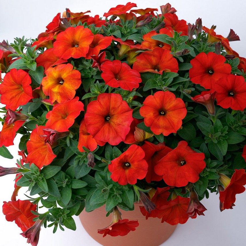 Beautical Red Maple Sarkıcı Petunya Çiçeği Fidesi (2 Adet Fide)
