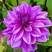 Büyük Çiçekli Lilac Time Yıldız Dahlia Çiçeği Soğanı Yumrusu (1 adet)