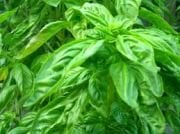 Doğal Lime Fesleğen Tohumu(100 tohum