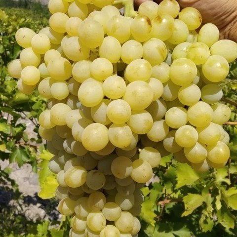 Tüplü Regina İnzola Üzüm (Asma-Bağ) Fidanı