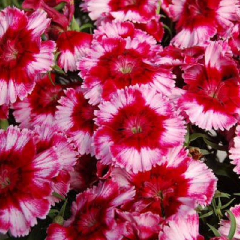 Super Parfait F1 Crimson Star Karanfil Çiçeği Fidesi (50 adet)