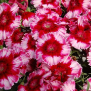 Super Parfait F1 Crimson Star Karanfil Çiçeği Fidesi (50 adet)