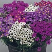 Karışık Renkli  Splendour Brachycome Çiçeği Tohumu (200 tohum)