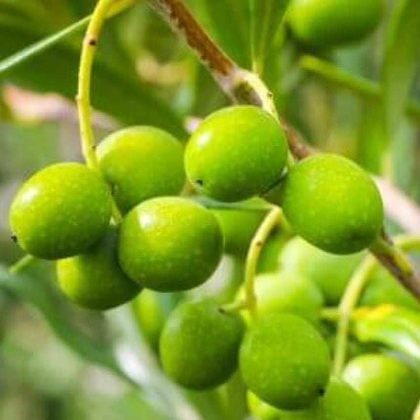 Nadir Bulunan Yüksek Polifenollü Çöp Aşı Zeytin Fidanı (10-15 cm)