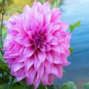 Büyük Çiçekli Lavender Perfection Yıldız Dahlia Çiçeği Soğanı Yumrusu (1 adet)