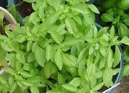 Dik Gelişen Limon Fesleğen Tohumu(100 tohum)